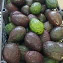 aguacate-hass-extra-89-kilo-alimentos-y-bebidas-gavese